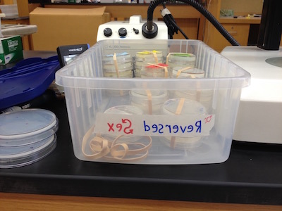 c elegans lab photo